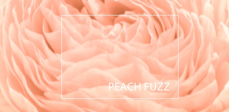 Peach Fuzz