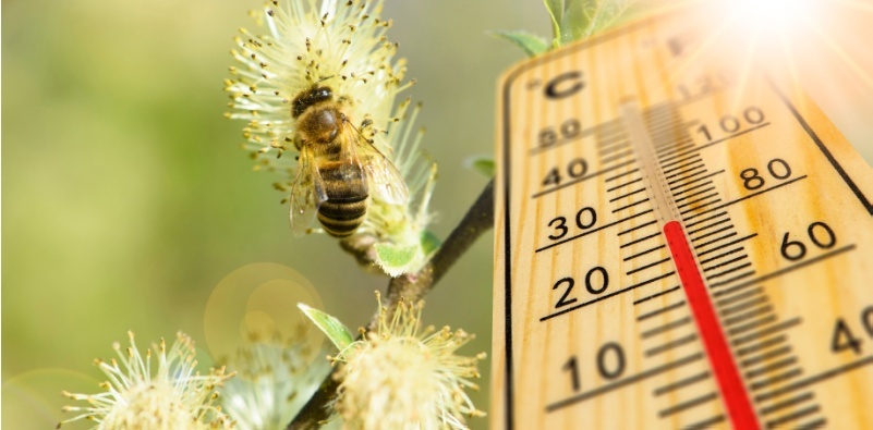 Close-up of a bee on a flower with a thermometer showing high temperature