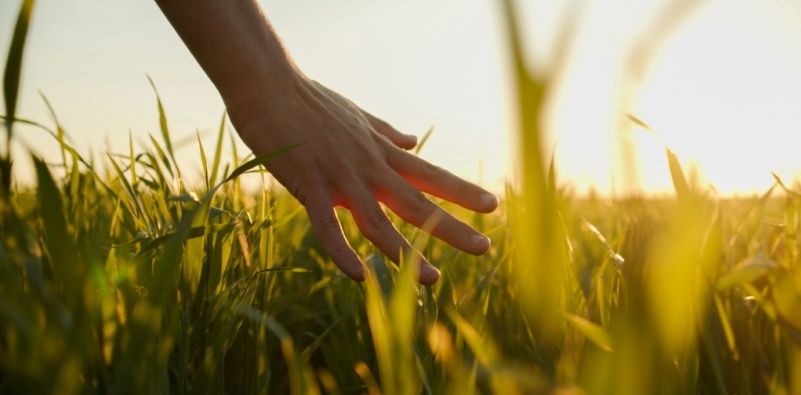 Hand touching the grass in a sunlit field